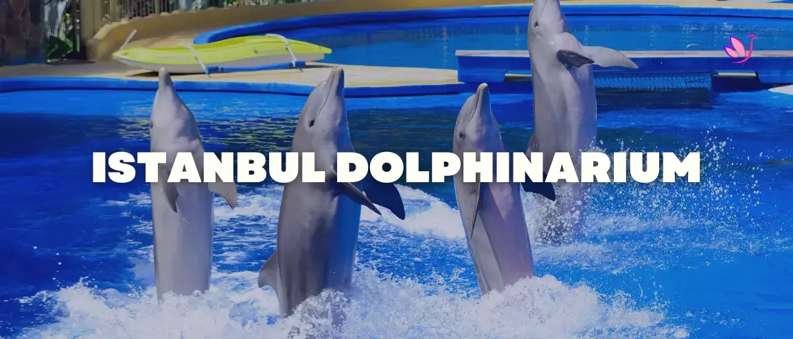 Istanbul Dolphinarium